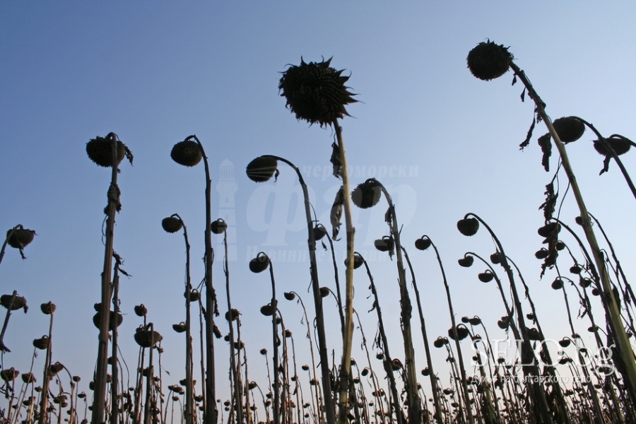 Заради сушата:  Зърнопроизводители от Бургаски регион искат субсидии за семена и торове